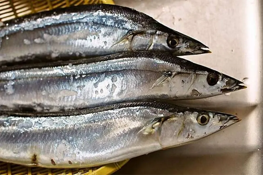 日本秋刀魚漁獲量近50年次低　生鮮及罐頭價格恐上揚