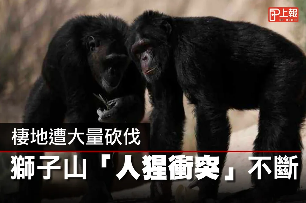 【影片】棲地遭大量砍伐　獅子山「人猩衝突」不斷