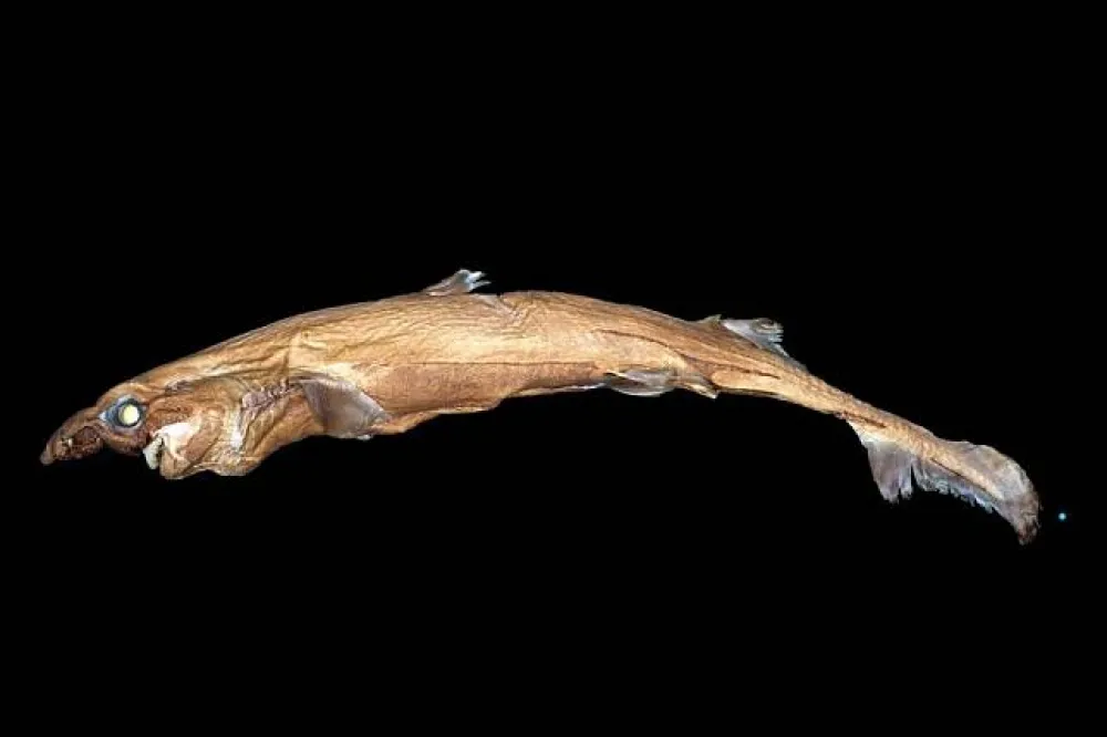 照亮夏威夷　生物學家發現燈籠鯊新品種