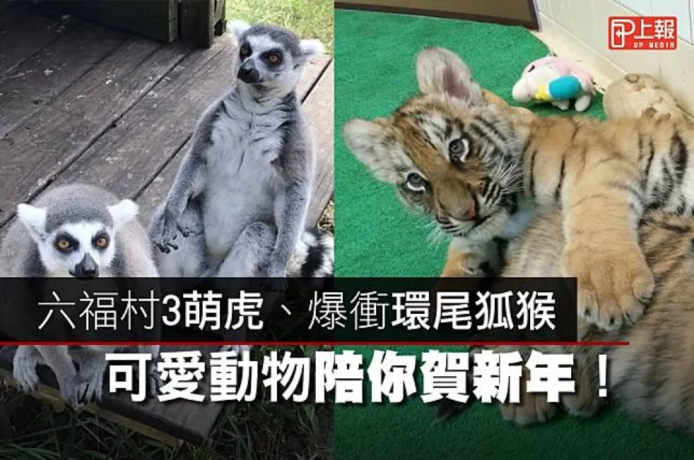 【新年走春片】六福村3萌虎、爆衝環尾狐猴陪你賀新年！