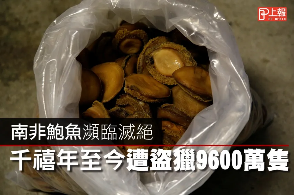 【影片】南非鮑魚瀕臨滅絕　千禧年至今遭盜獵9600萬隻