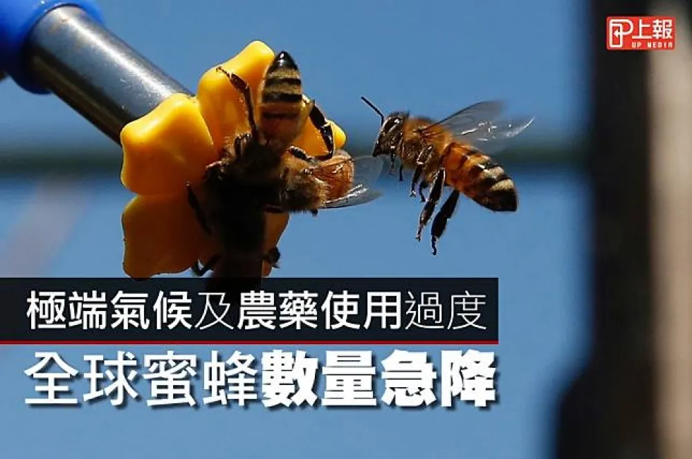 【影片】極端氣候及農藥使用過度　全球蜜蜂數量急降 