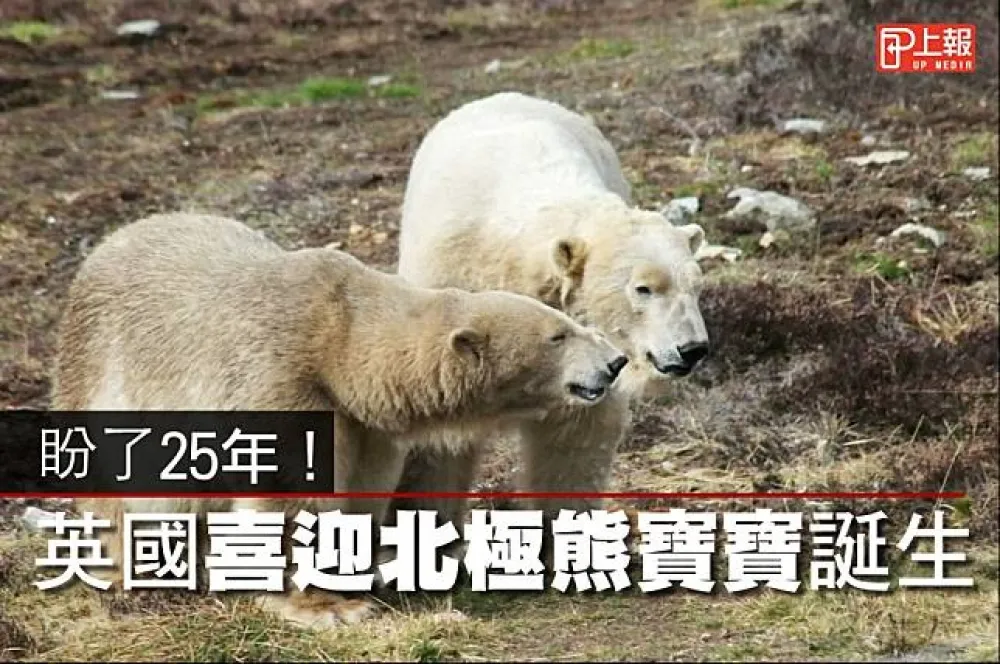 【影片】盼了25年！　英國喜迎北極熊寶寶誕生