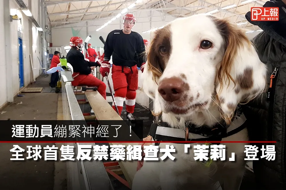 【影片】運動員繃緊神經了！　全球首隻反禁藥緝查犬「茉莉」登場