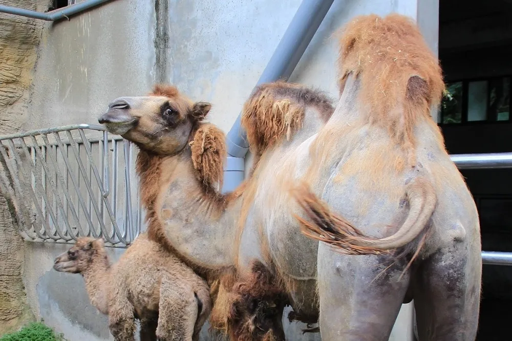 木柵動物園駱駝「寶惜」咬傷人　保育員脖子出血送醫治療