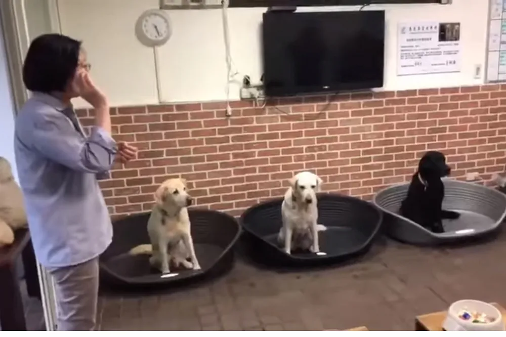 【適逢中國國慶】蔡英文替領養犬慶生　中國網友質疑「太巧了吧」