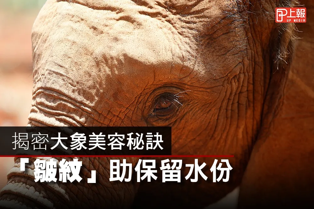 【影片】揭大象美容秘訣　「皺紋」竟是保留水分大功臣？