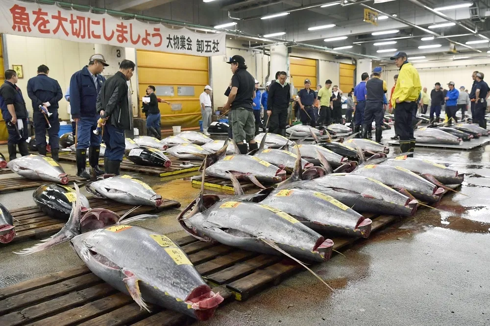 震災中創生、歷經80載　「日本的廚房」築地市場邁向新挑戰