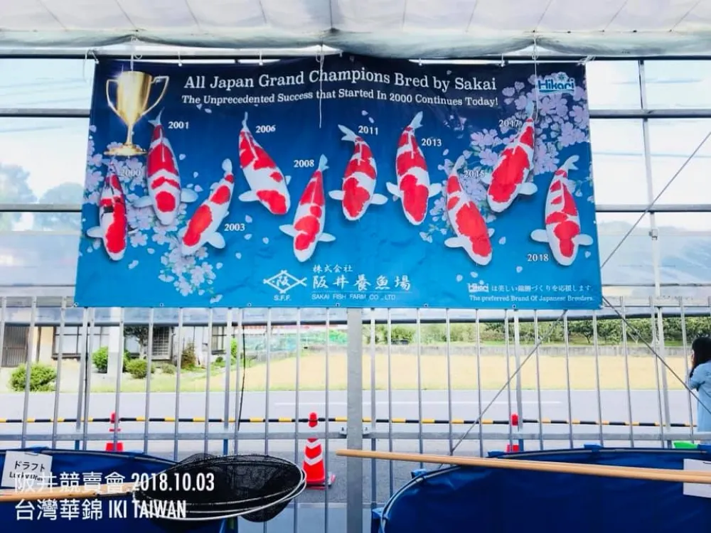 1尾5500萬！　台灣人在日本標下「傳說鯉魚王」送馬雲當退休大禮