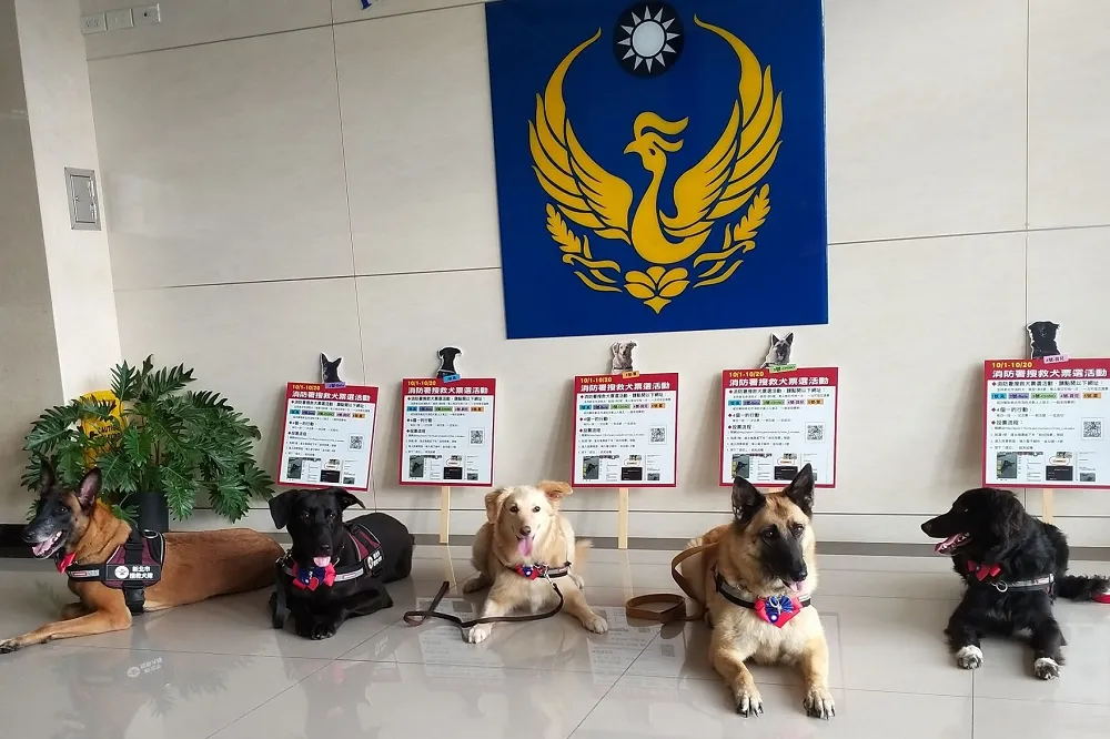 新北市府派高人氣「搜救萌犬」　雙十國慶於市民廣場陪升旗　
