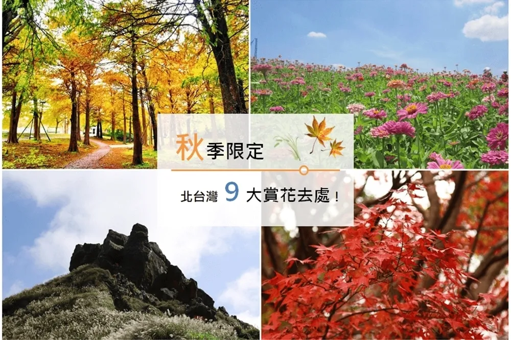 芒草、楓葉、落羽松　北台灣9大秋季景點大集合