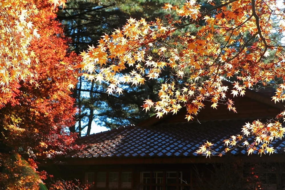 不用出國也能賞紅葉！台灣賞楓 5 大熱點推薦、楓紅預測報你知