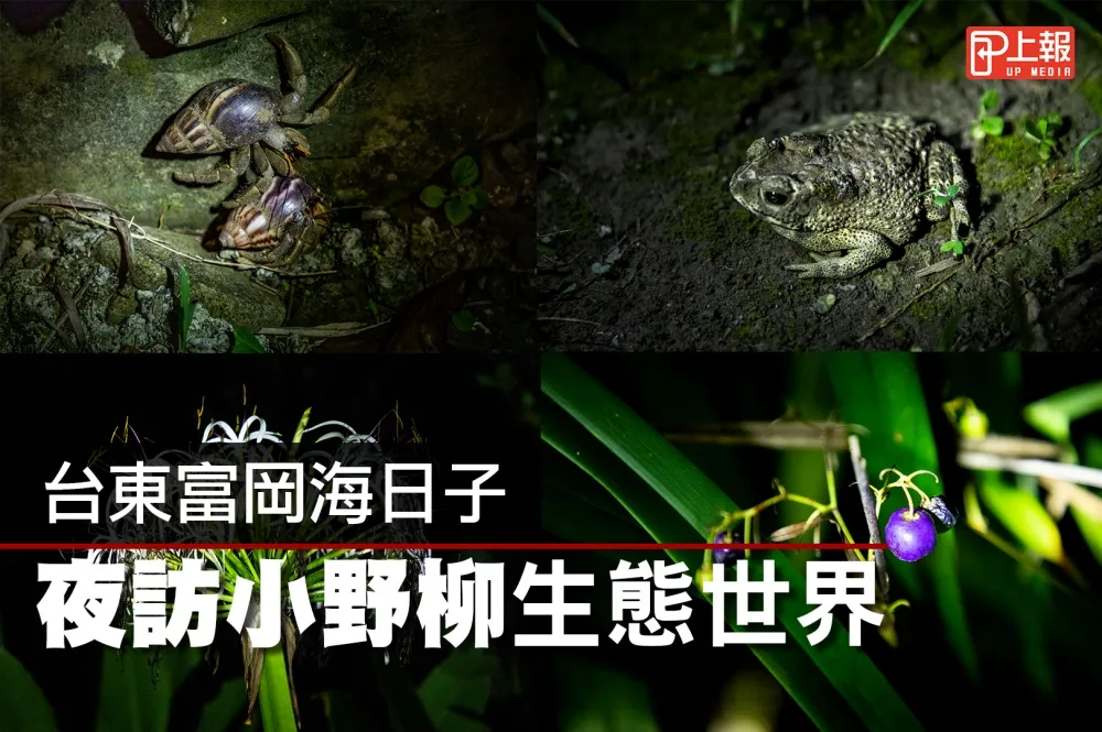 【旅遊片】台東富岡海日子　夜訪小野柳生態世界