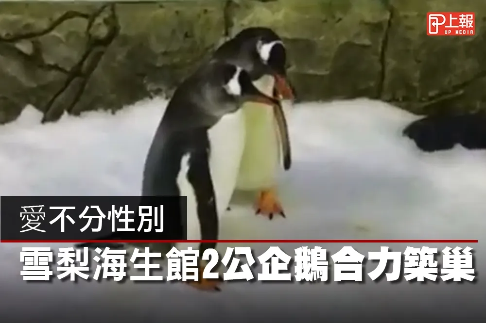 【多元成家片】愛不分性別　雪梨海生館2公企鵝合力築巢孵蛋