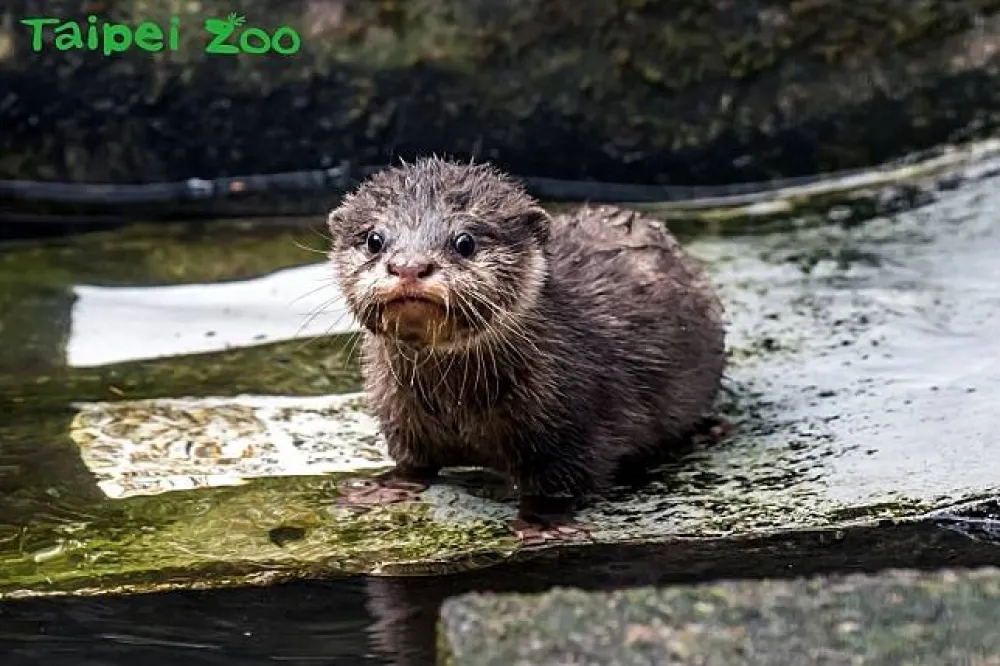 【你過年我上班】動物園發起i-Voting　你拒絕不了的可愛大反擊