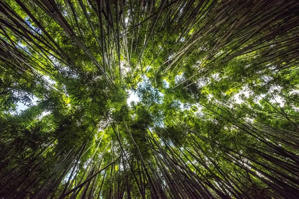 歡笑是什麼顏色呢?　網世代創新局