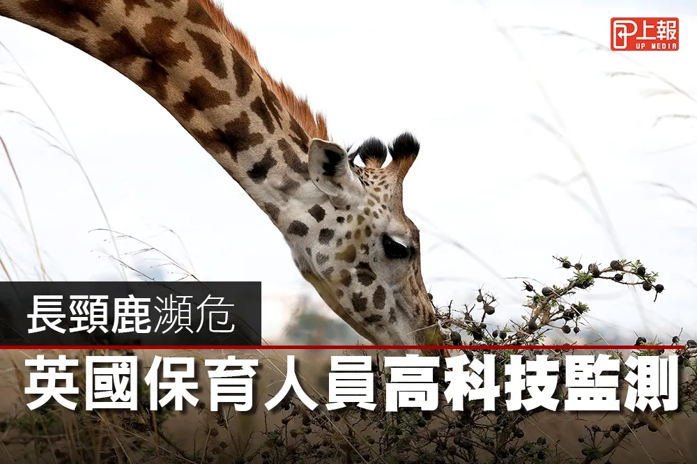 【影片】長頸鹿瀕危　英國保育人員高科技監測