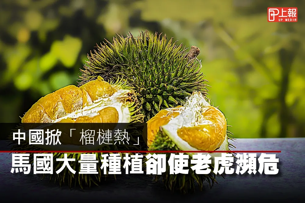 【影片】中國掀「榴槤熱」　馬國大量種植卻使老虎瀕危