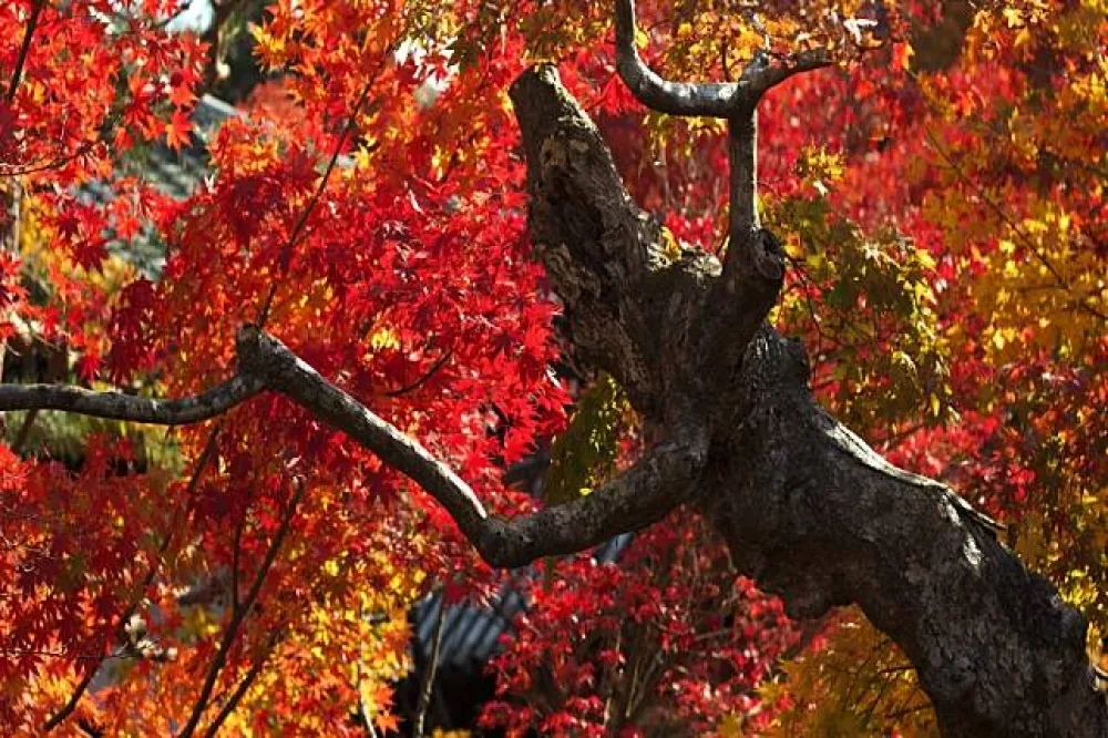 與秋天在京都相會 紅葉私房景點11選
