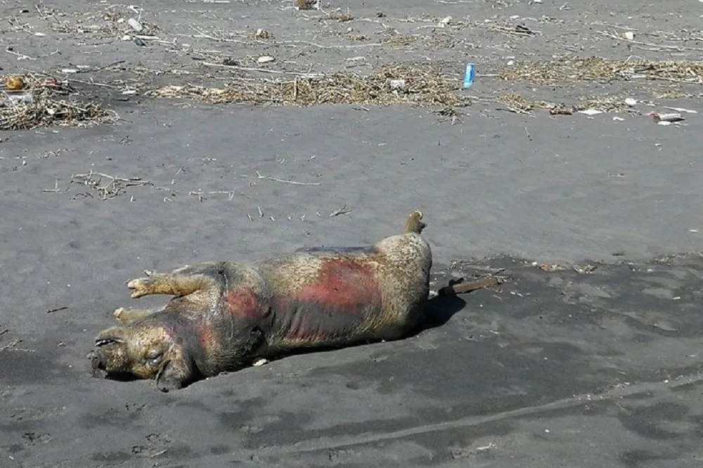 【防堵破功了嗎】宜蘭海邊驚見死豬！　防疫所：是一般斃死豬