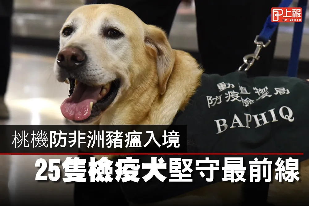 【影片】桃機防非洲豬瘟入境　25隻檢疫犬堅守最前線