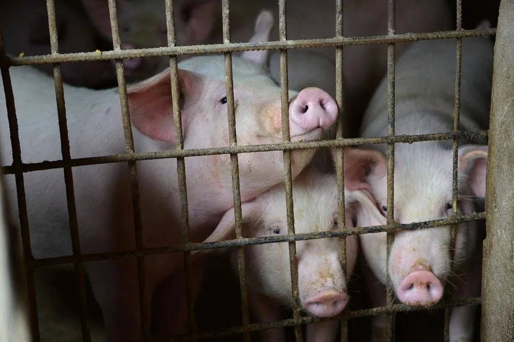 【嚴防豬瘟】「廚餘沒煮過」恐出事　農委會補助20億改餵飼料