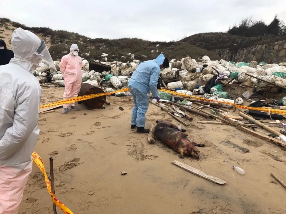 【快訊】台灣防疫網破功　金門海漂死豬遭驗出非洲豬瘟