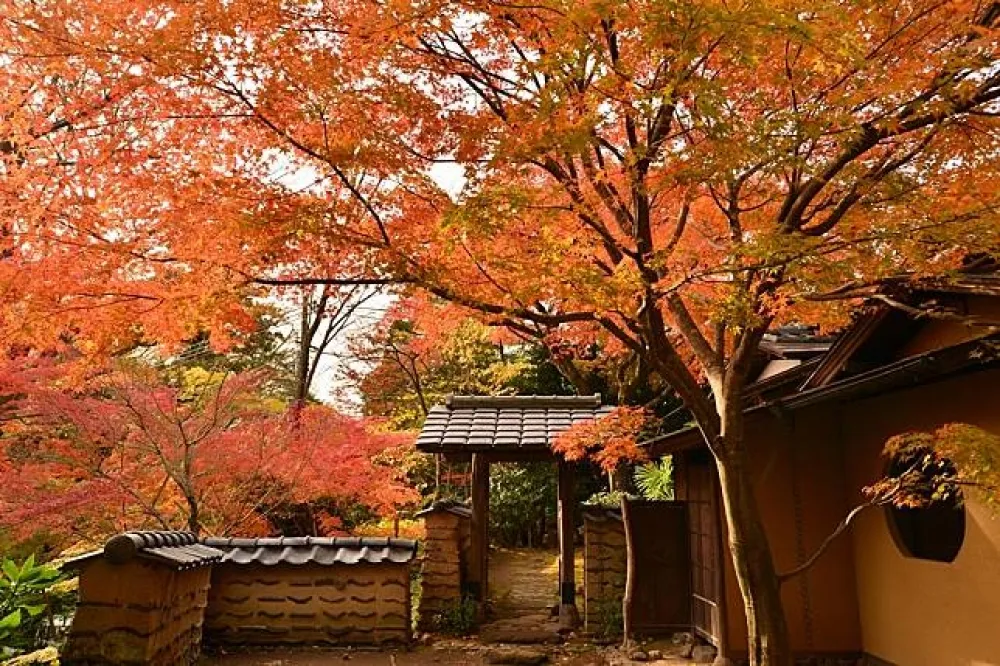 文青、攝影迷必去！神奈川縣狩楓景點