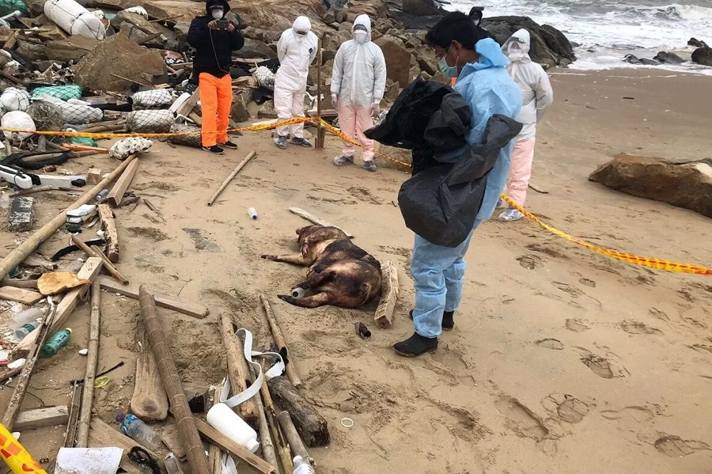 【快訊】金門烏坵海漂死豬再添一例！　非洲豬瘟機率高