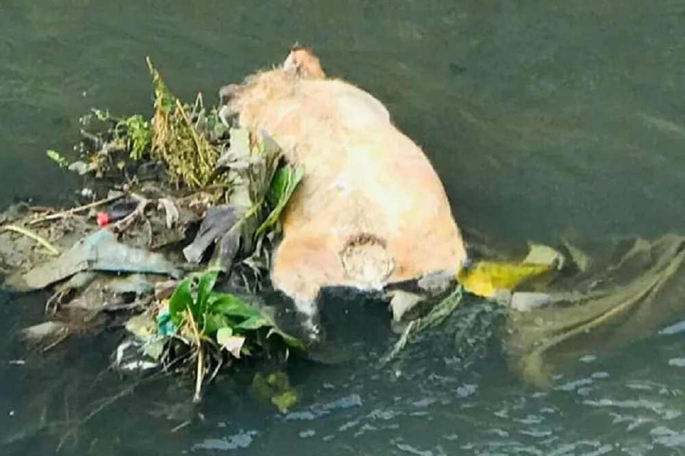 屏東縣大排水溝驚見死豬　農業處：6日化驗結果出爐