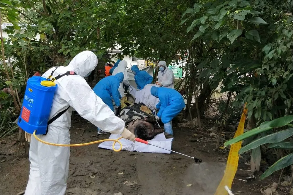 北市麝香豬檢驗結果陰性　防檢局籲勿棄置病死豬