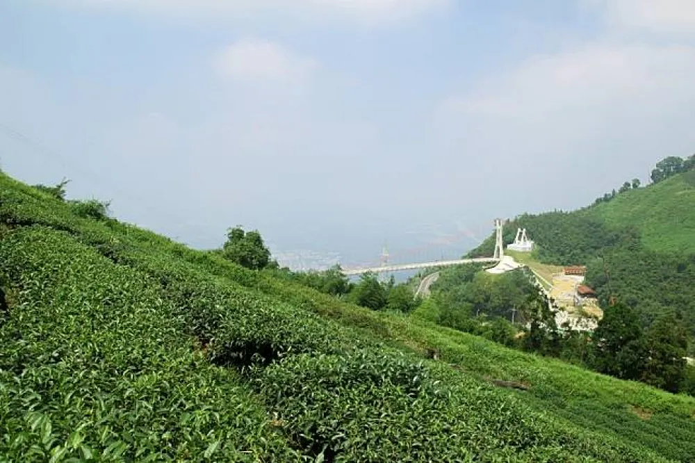 【景點直擊】太平雲梯美在哪？茶園、平原、吊橋同框入鏡　