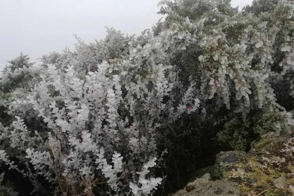 【遲遲不見雪訊】玉山17日午夜12時未降雪　即破了66年紀錄