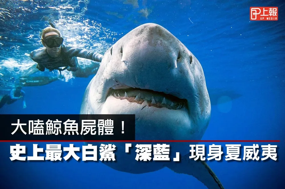 【有血慎入片】大嗑鯨魚屍體！　史上最大白鯊「深藍」現身夏威夷