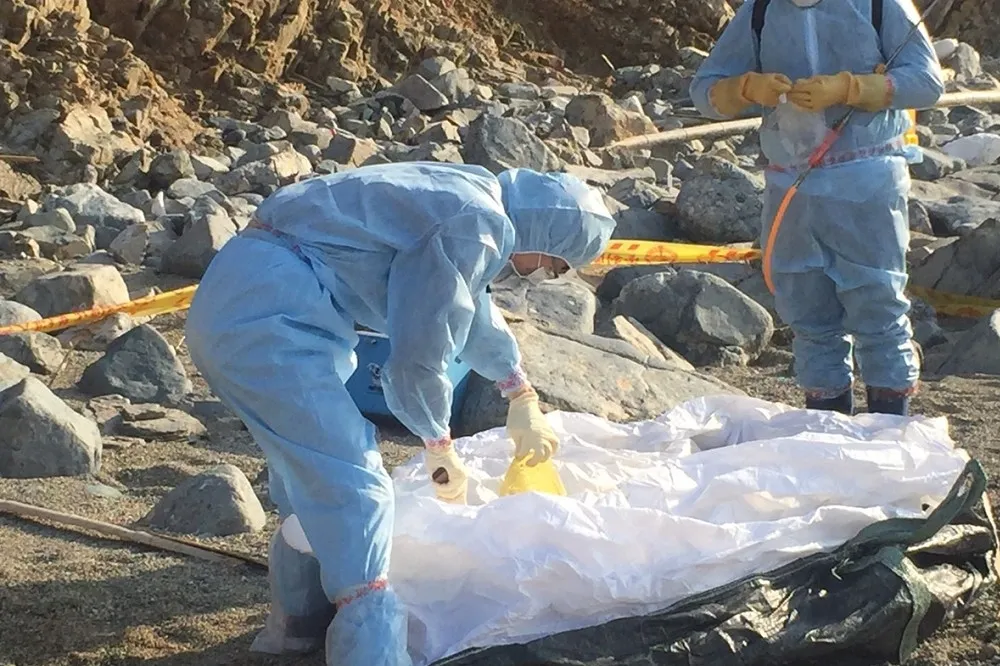 馬祖連江無人島出現海漂死豬　檢驗確認感染非洲豬瘟