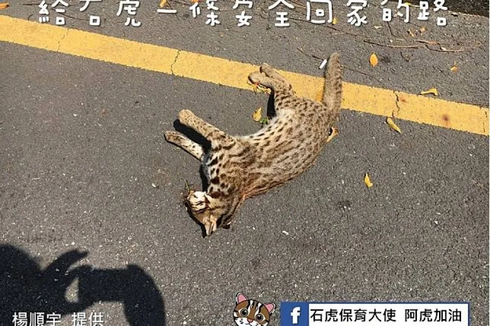 【20年首現彰化】石虎在芬園省道慘遭路殺　保育員：難過又開心