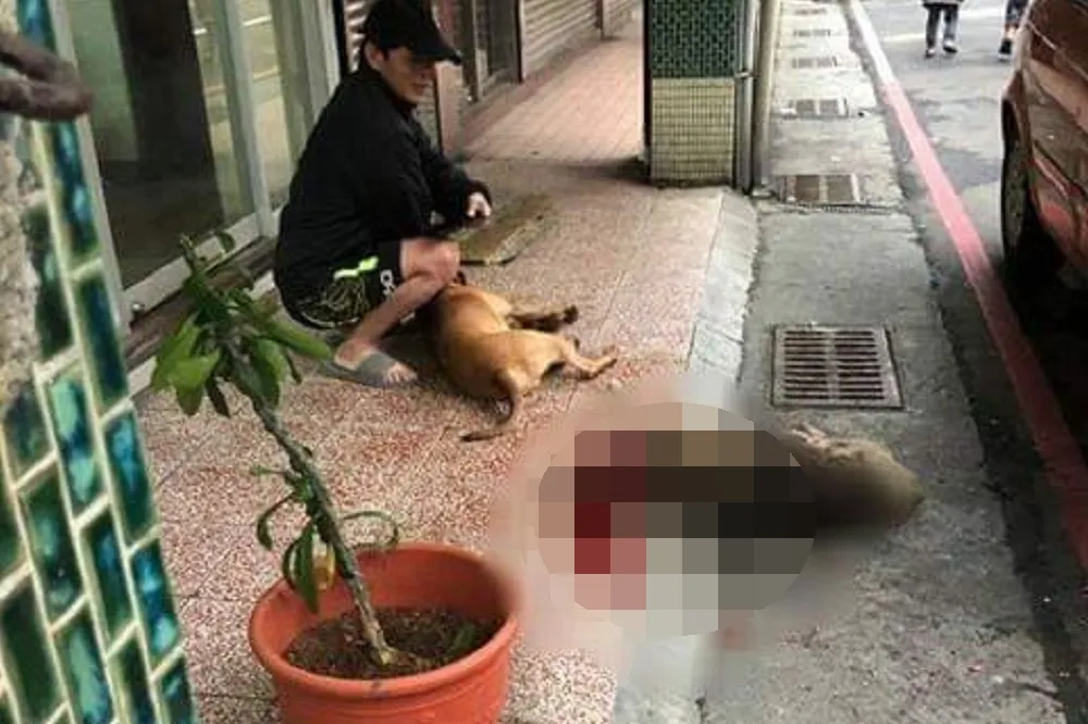 放任比特犬咬死浪浪　累犯飼主再引眾怒