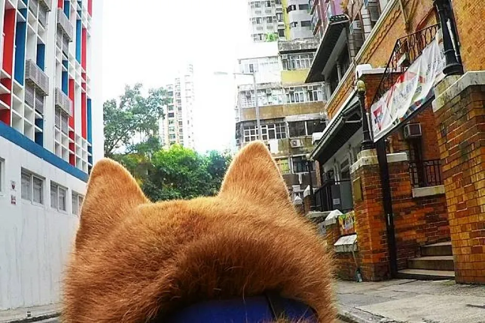 超萌！柴犬視角帶你遊香港舊城中環　