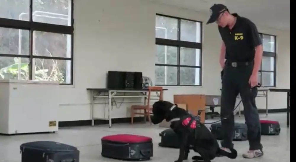 8隻警犬檢疫訓練　投入防堵豬瘟工作