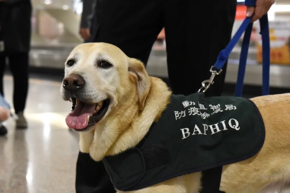 移民官腳踹檢疫犬引公憤　移民署：已依規定懲處並調離現職