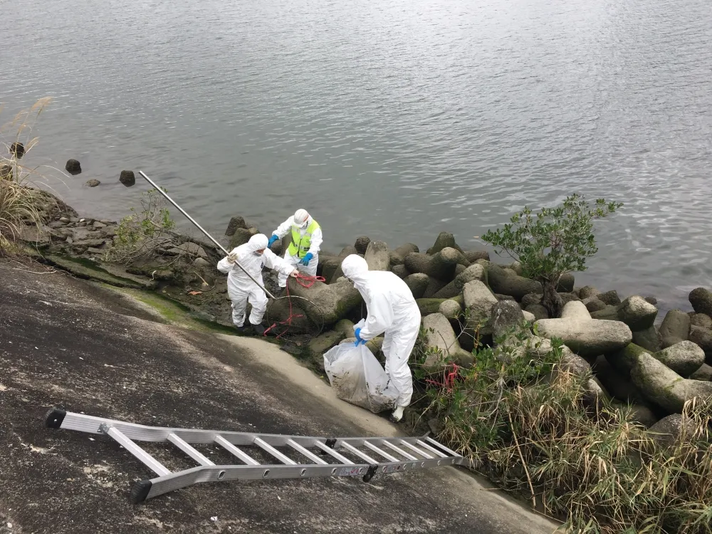 社子島驚見腫脹豬屍　北市府打撈消毒後送驗