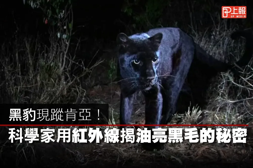 【影片】黑豹現蹤肯亞！　科學家用紅外線揭油亮黑毛的秘密