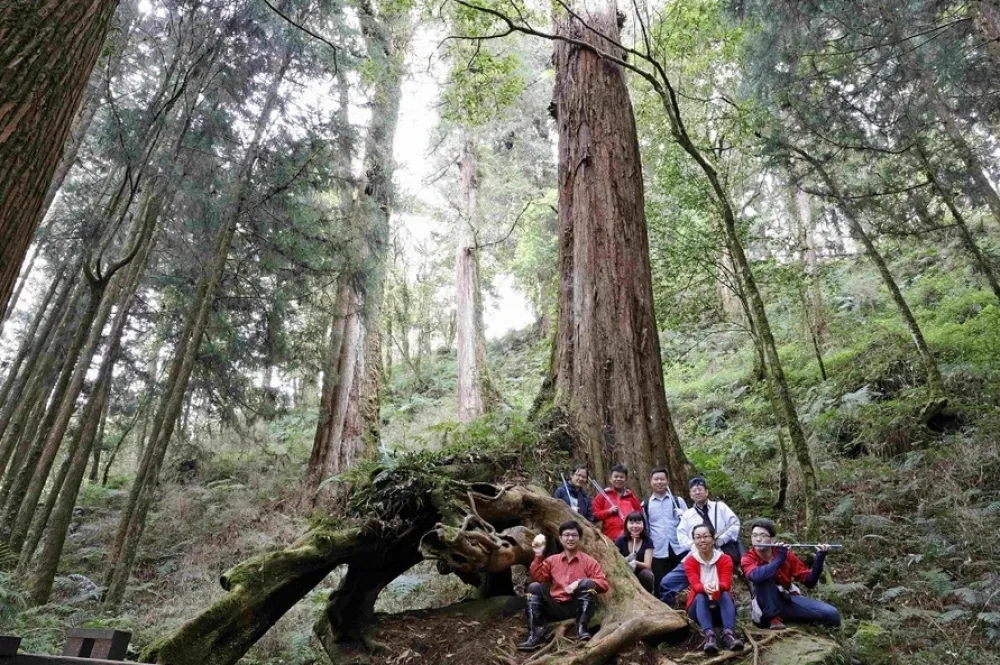 大雪山紅檜變化一追9年　台大教授解密「中太平洋型聖嬰」