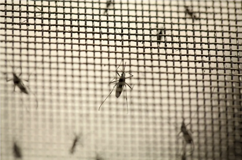 男中學生赴越南探親感染茲卡病毒　成2019年首例境外移入病例