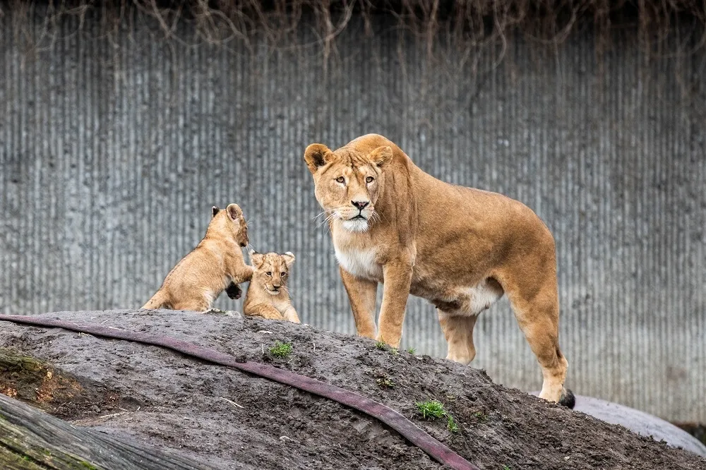 2千英人憤怒連署停止「人獸拔河大戰」　動物園：獅虎很喜歡