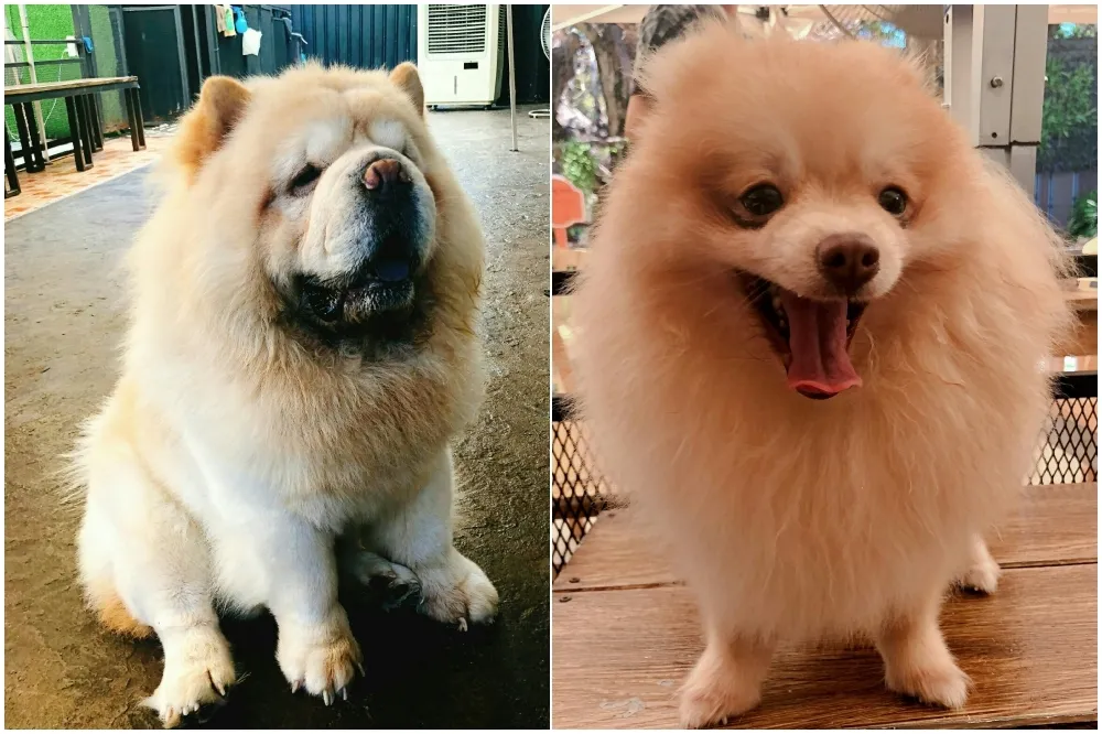 【嫻子遊泰國】曼谷超療癒大狗狗主題咖啡館「Big Dog Cafe」