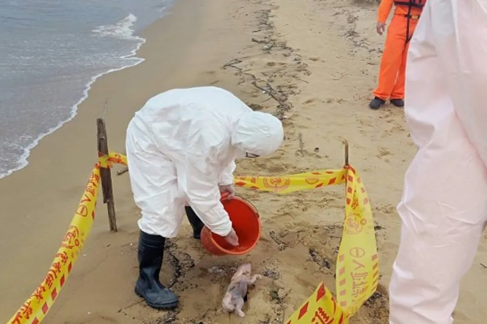 【又見死豬】福隆沙灘驚現死亡豬隻　防疫處急消毒、帶回檢驗