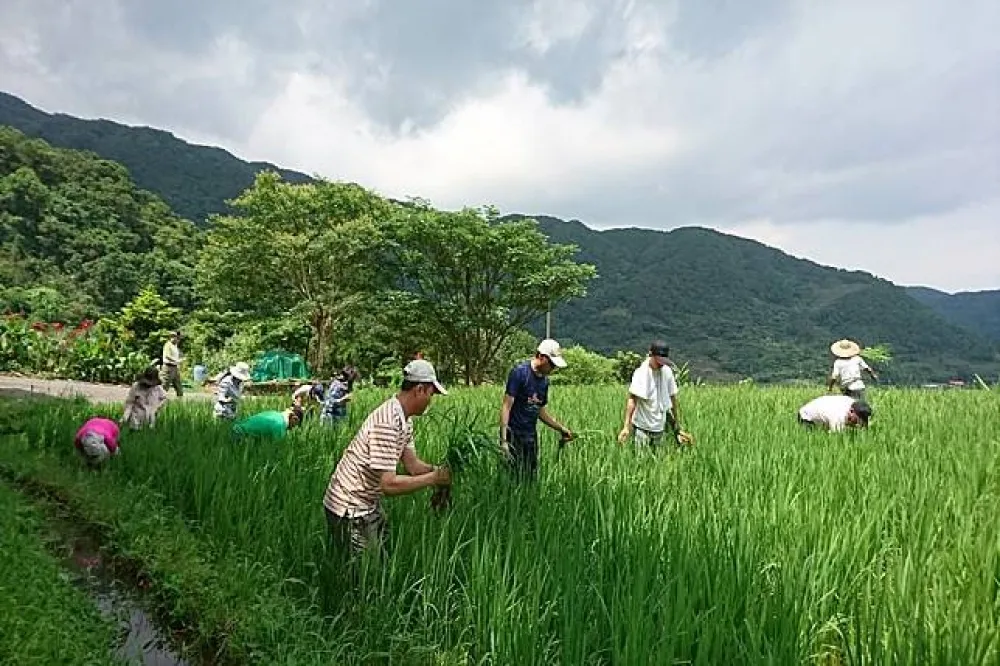 北海岸的梯田之美　夏天「富貴農家趣」