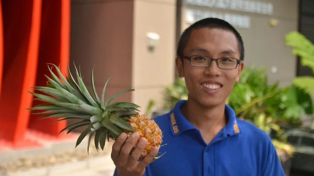 嘉義次級鳳梨可能有價差　台南青農楊宇帆：農民喊價崩有點過頭
