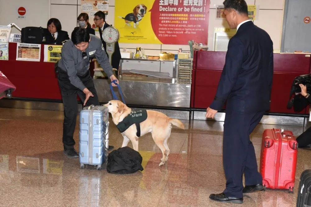 【越南第二例】旅客胡志明市入境台南機場　攜帶豬肉火腿驗出非洲豬瘟